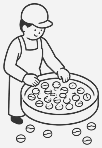 A roaster hand-sorting beans across a grading sieve